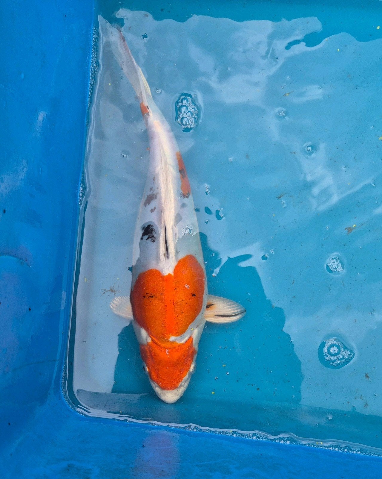 Japan koi yamato nishiki, Dieren en Toebehoren, Vissen | Vijvervissen, Karper of Koi