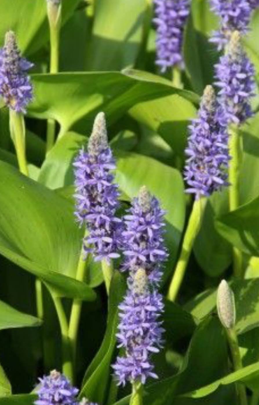 Snoekkruid (Pontederia cordata) - Prachtige vijverplant, Ophalen, Volle zon, Vaste plant, Zomer