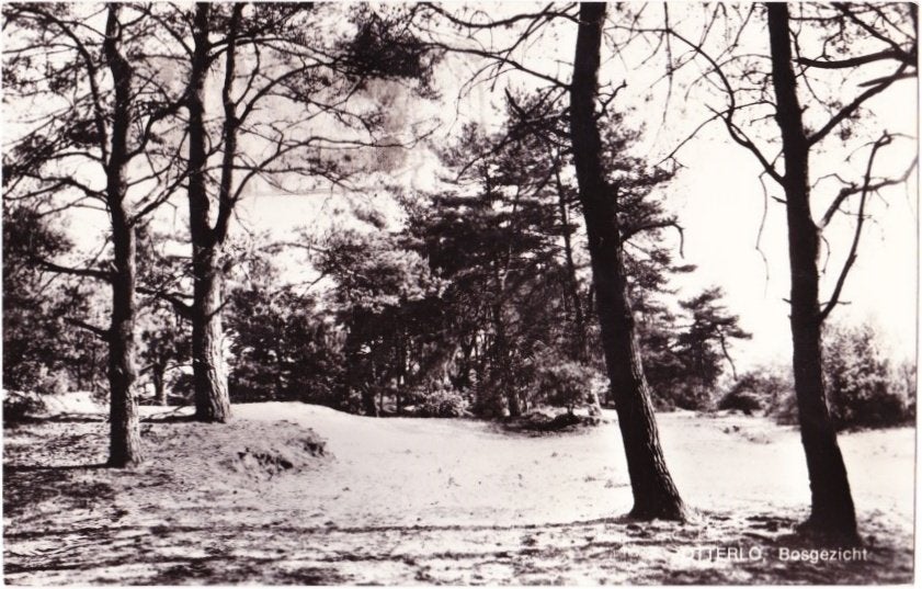 Otterlo Bosgezicht Gelopen Ansichtkaart (B1834), Ophalen of Verzenden, Voor 1920, Gelopen
