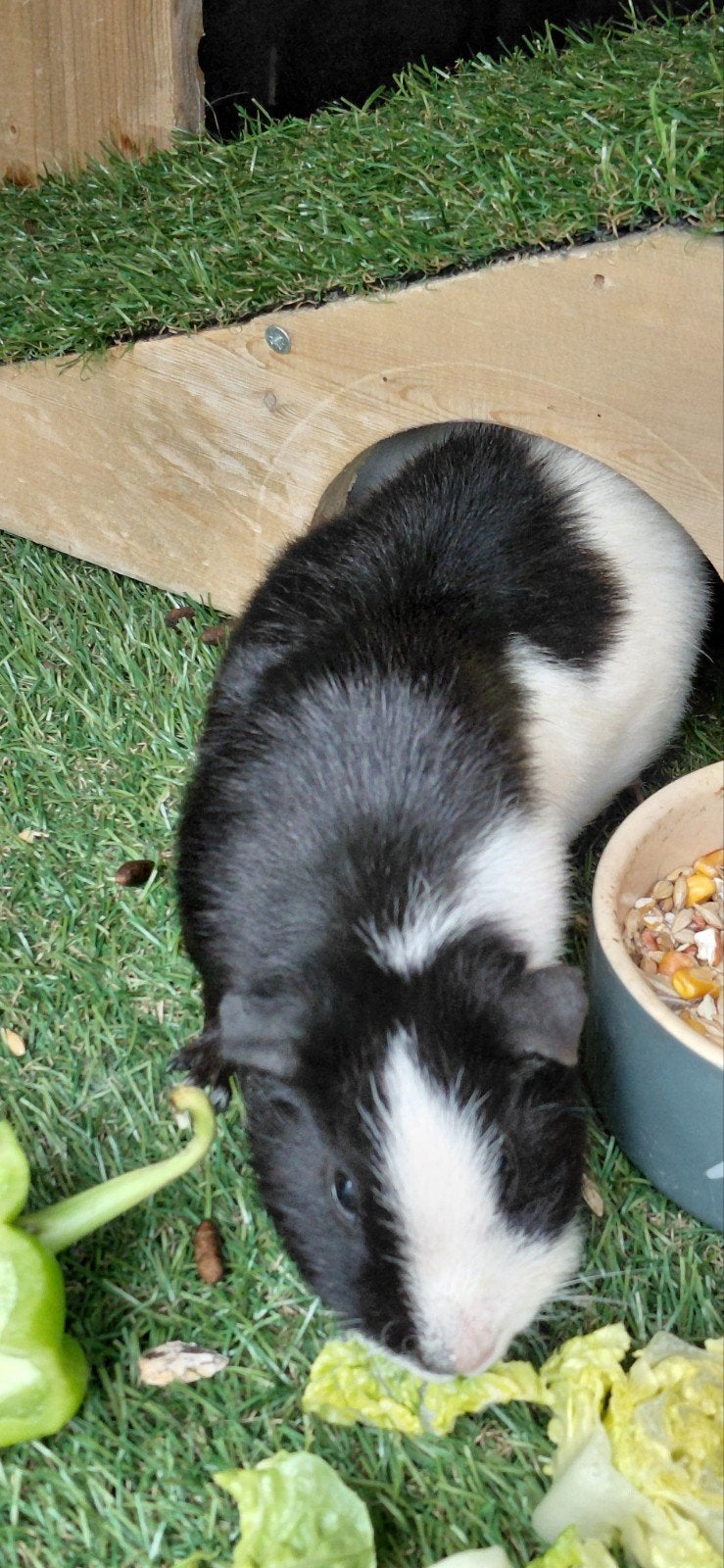 Cavia zeug, Dieren en Toebehoren, Knaagdieren, Cavia, Vrouwelijk, Januari, Tam