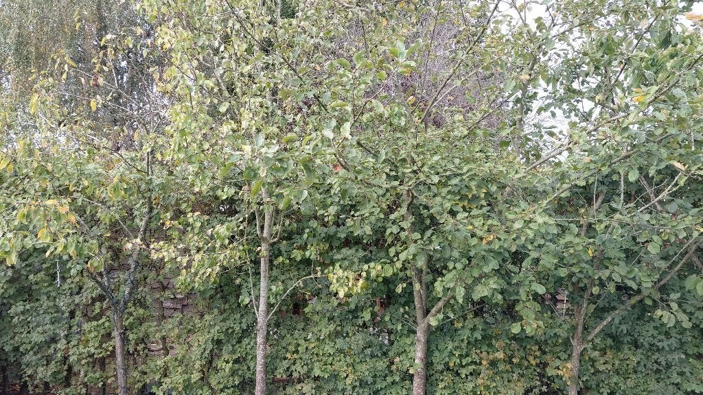 Fruitbomen, Overige soorten, Lente, 100 tot 250 cm, Ophalen