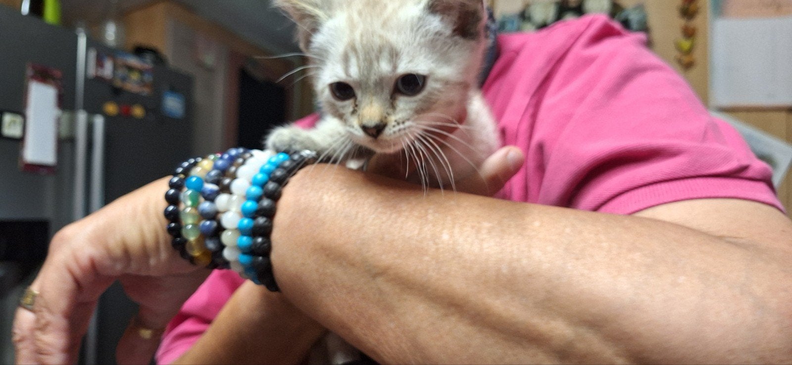 Kitten, kruising snow bengaal. Katertje., Dieren en Toebehoren, Katten en Kittens | Overige Katten, Kater, Kortharig, 0 tot 2 jaar