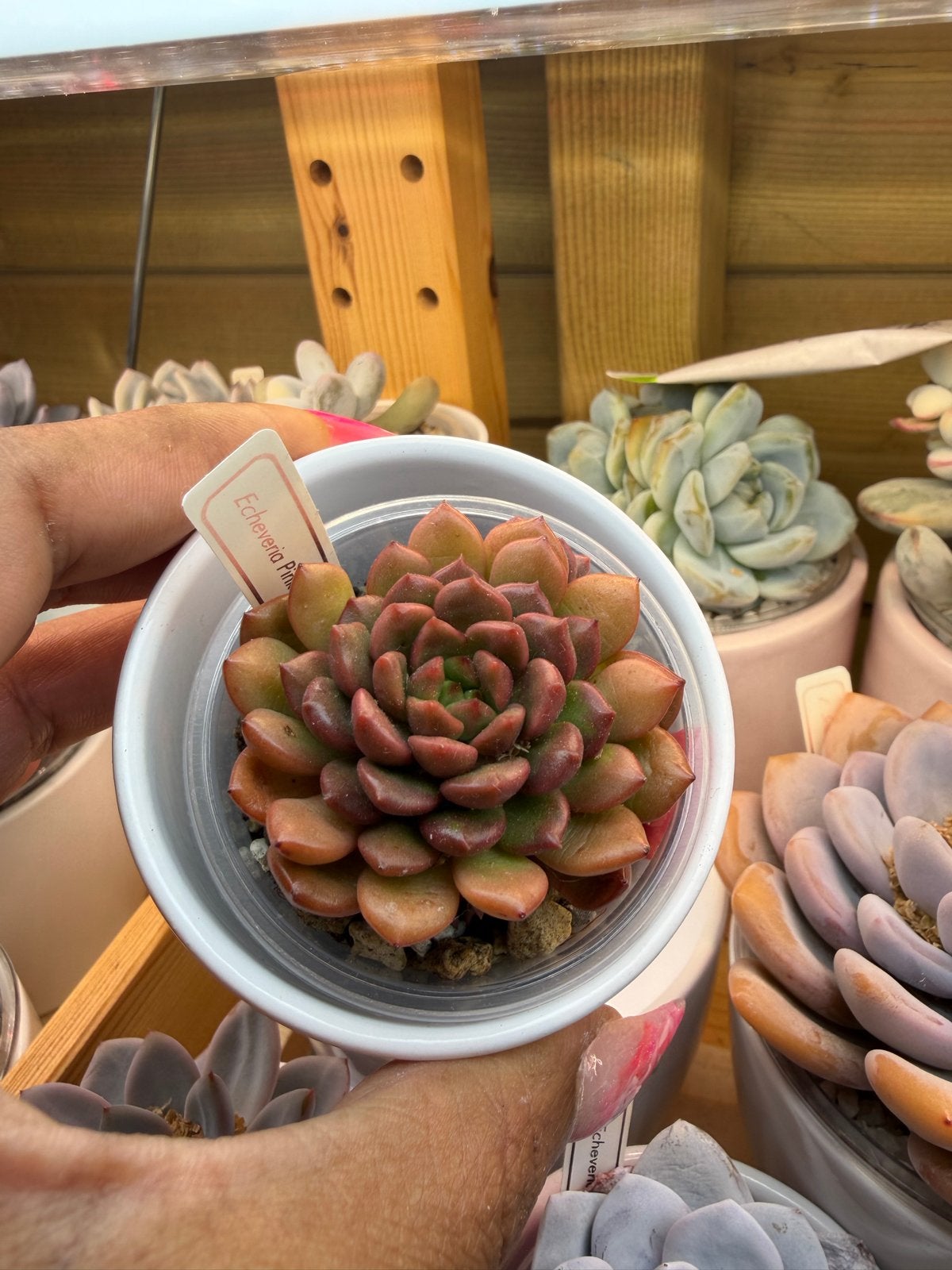 Echeveria Pink Rubby - Prachtige Succulent, Verzenden, Halfschaduw, Minder dan 100 cm