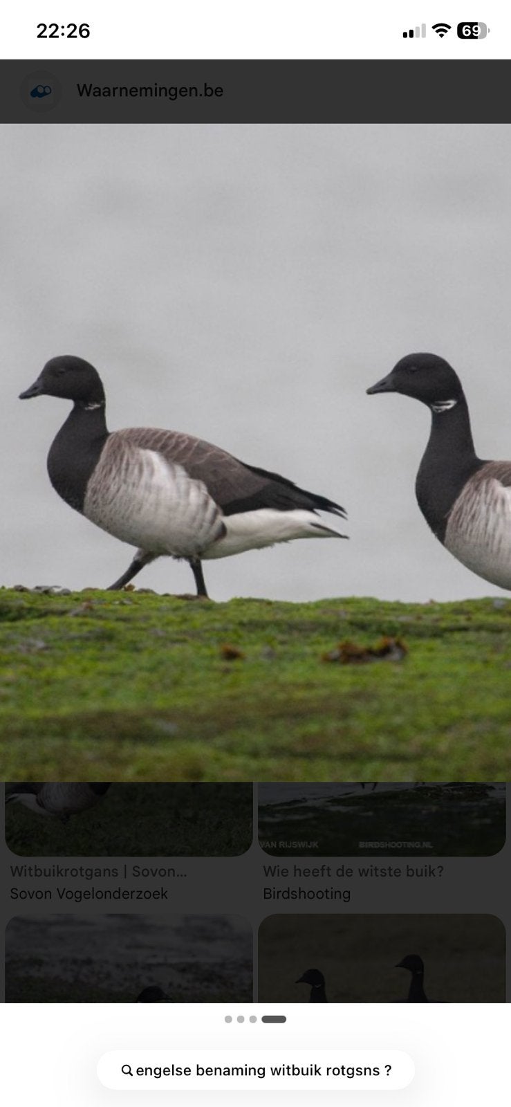 Lichtbuikrotganzen, Meerdere dieren, Gans of Zwaan