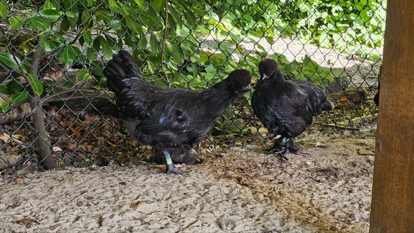 Zwart Hennen Usa silkie x Ayam Camani, Dieren en Toebehoren, Pluimvee, Vrouwelijk, Kip