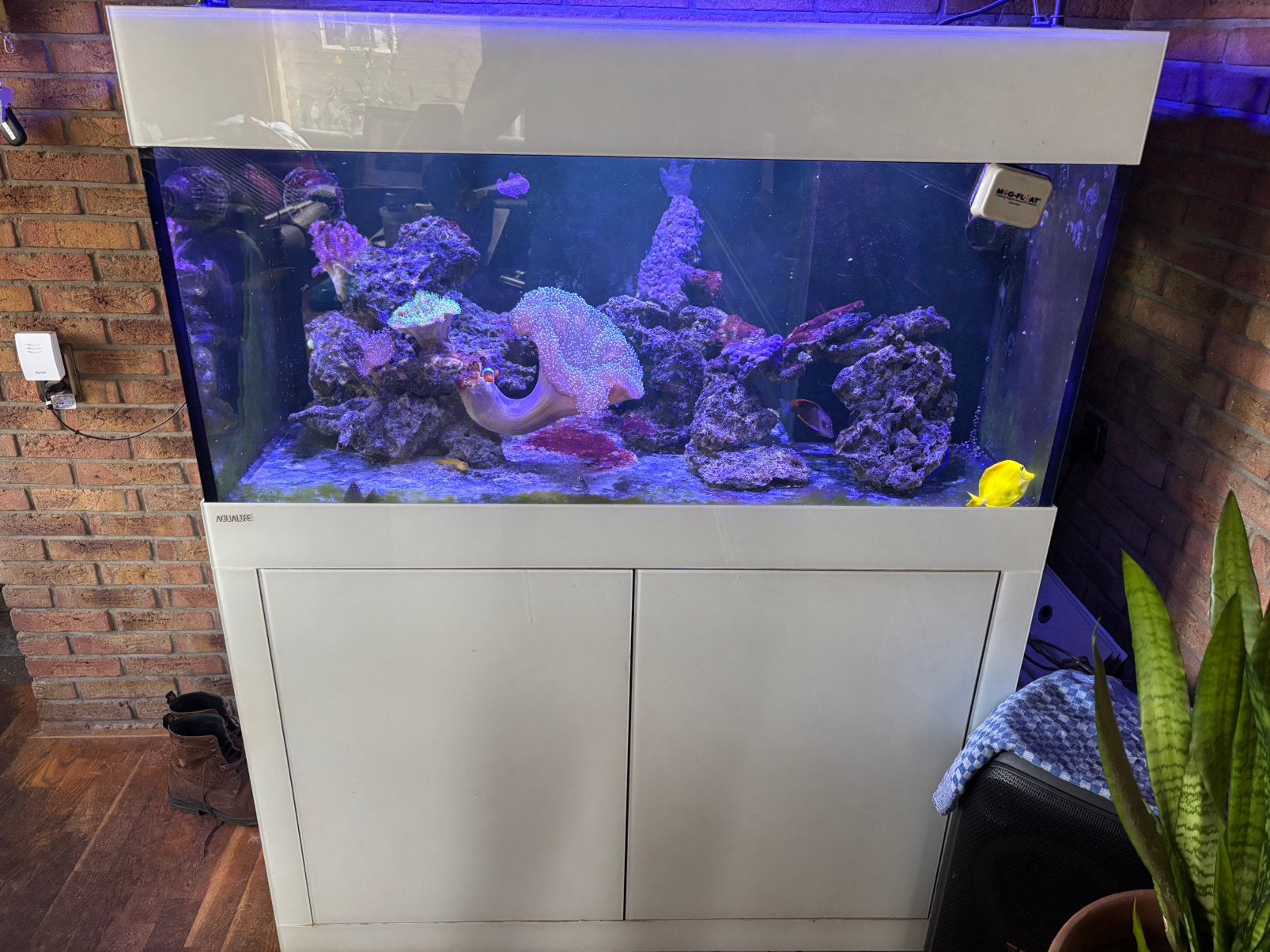 Aqualife zeeaquarium met heel veel extra’s zee aquarium, Dieren en Toebehoren, Ophalen, Gebruikt, Gevuld zeewateraquarium
