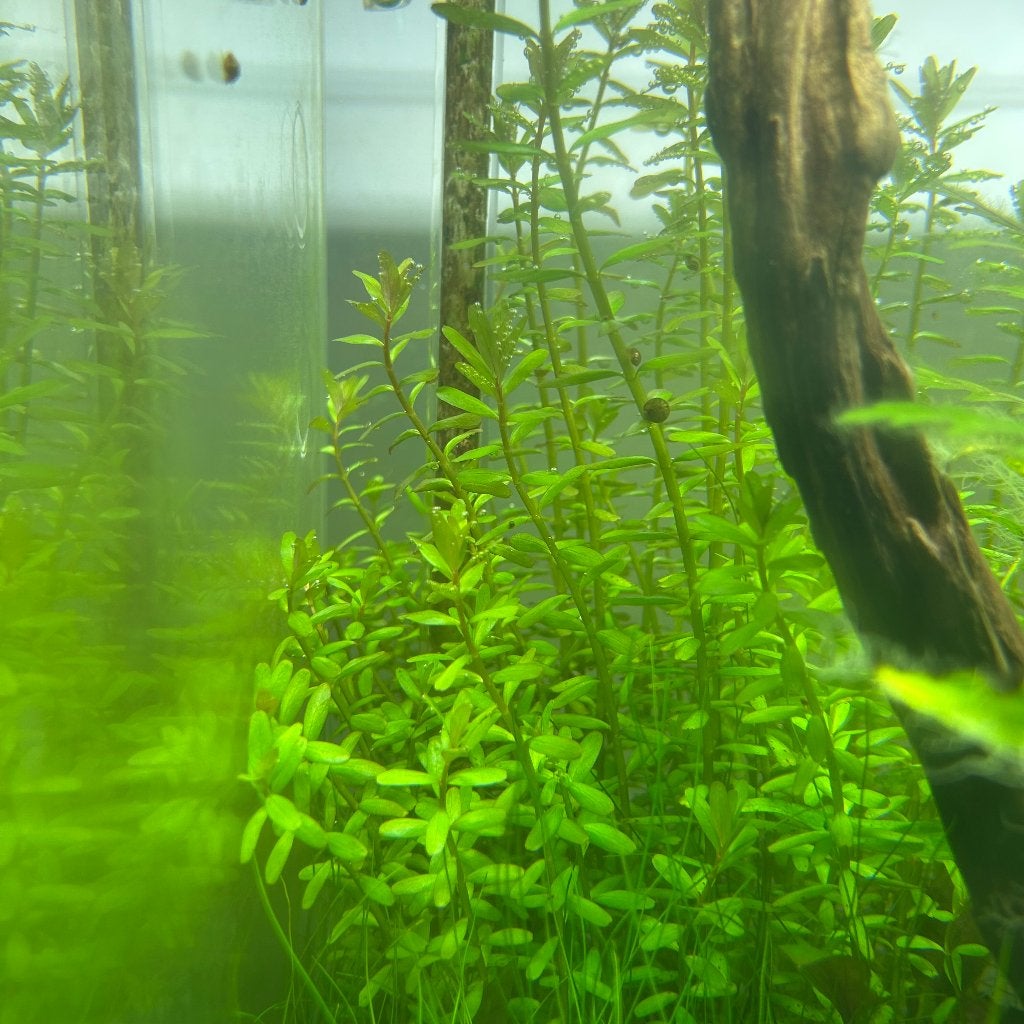 Rotala Rotundifolia uit eigen kweek, Ophalen of Verzenden, Nieuw, Plant(en), Steen of Hout