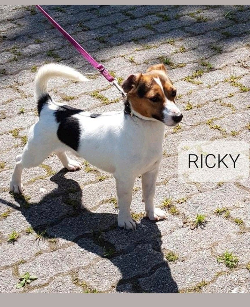Jack Russell pups, Parvo, Jack Russell Terriër, Reu, 8 tot 15 weken