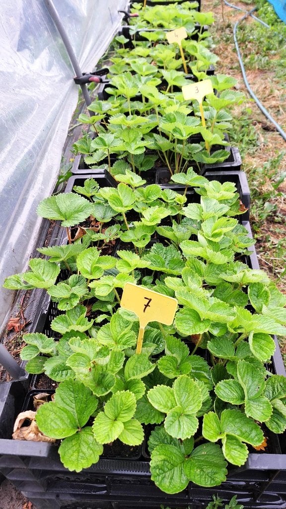 Biologische aardbeiplanten, Ophalen of Verzenden, Eenjarig, Groenteplanten, Volle zon
