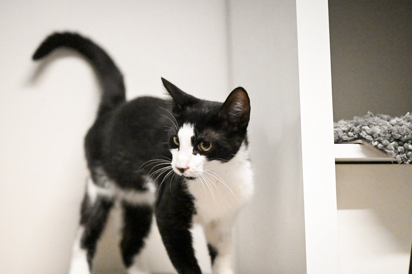 George tuxedo katertje 5 maanden, Dieren en Toebehoren, Kater, Kortharig, 0 tot 2 jaar