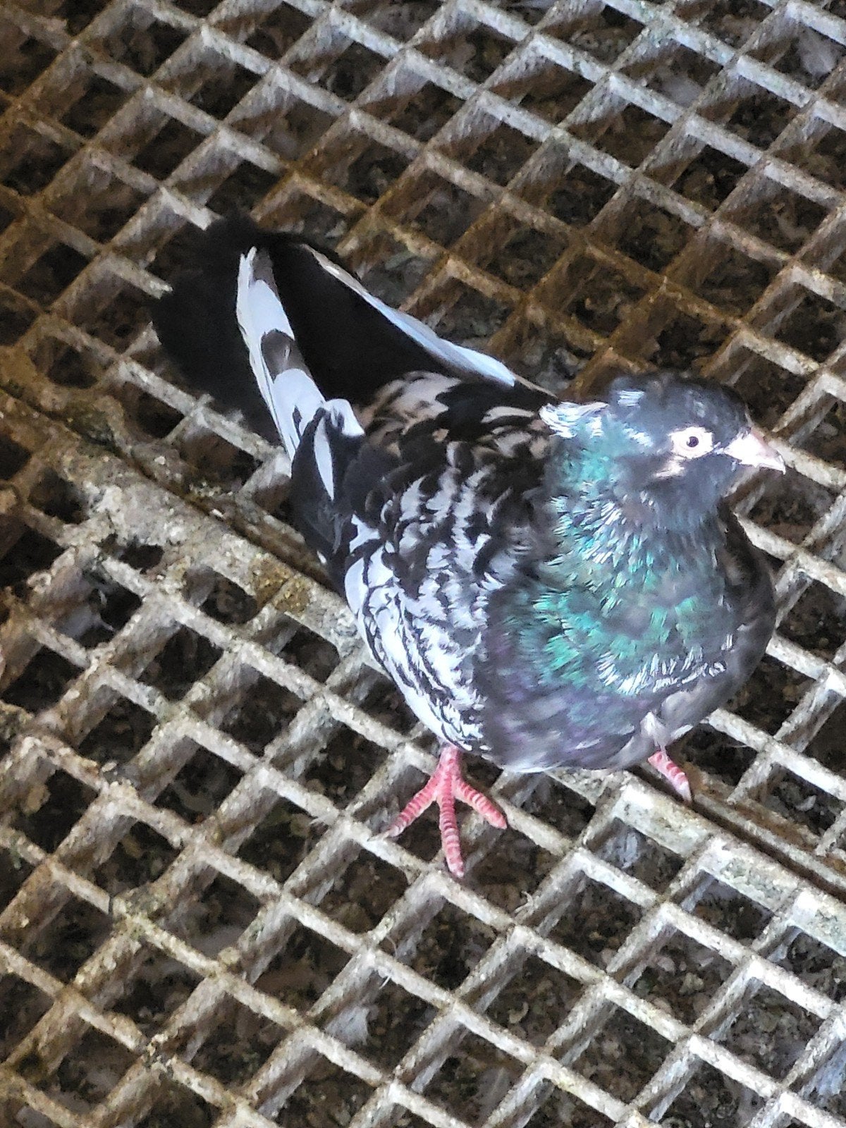 Iranische hoogvlieger, Dieren en Toebehoren, Vogels | Duiven