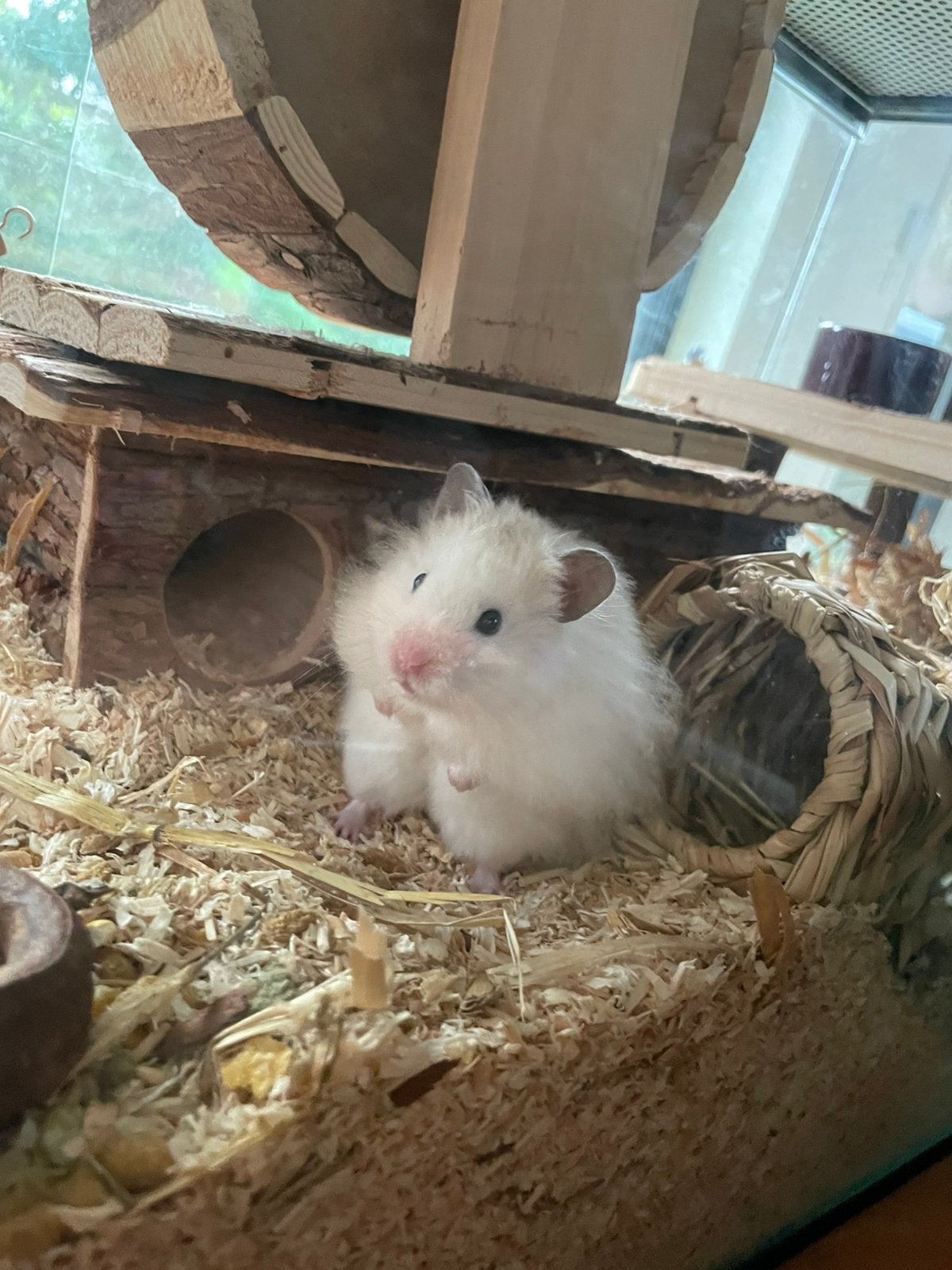 Volledige inboedel incl. Goudhamster, Dieren en Toebehoren, Hamster, Mannelijk, December, Tam