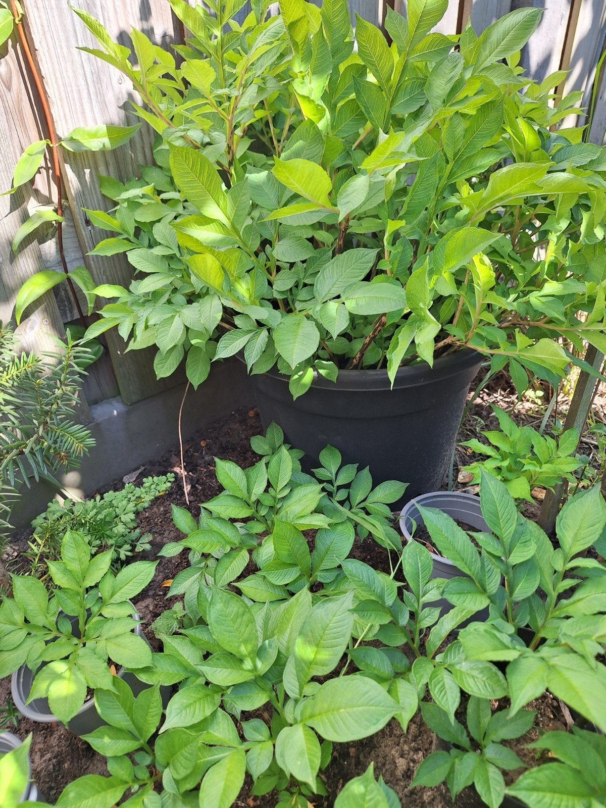 Jonge Amorphallus planten - diverse hoogtes, Ophalen, Overige soorten, Volle zon
