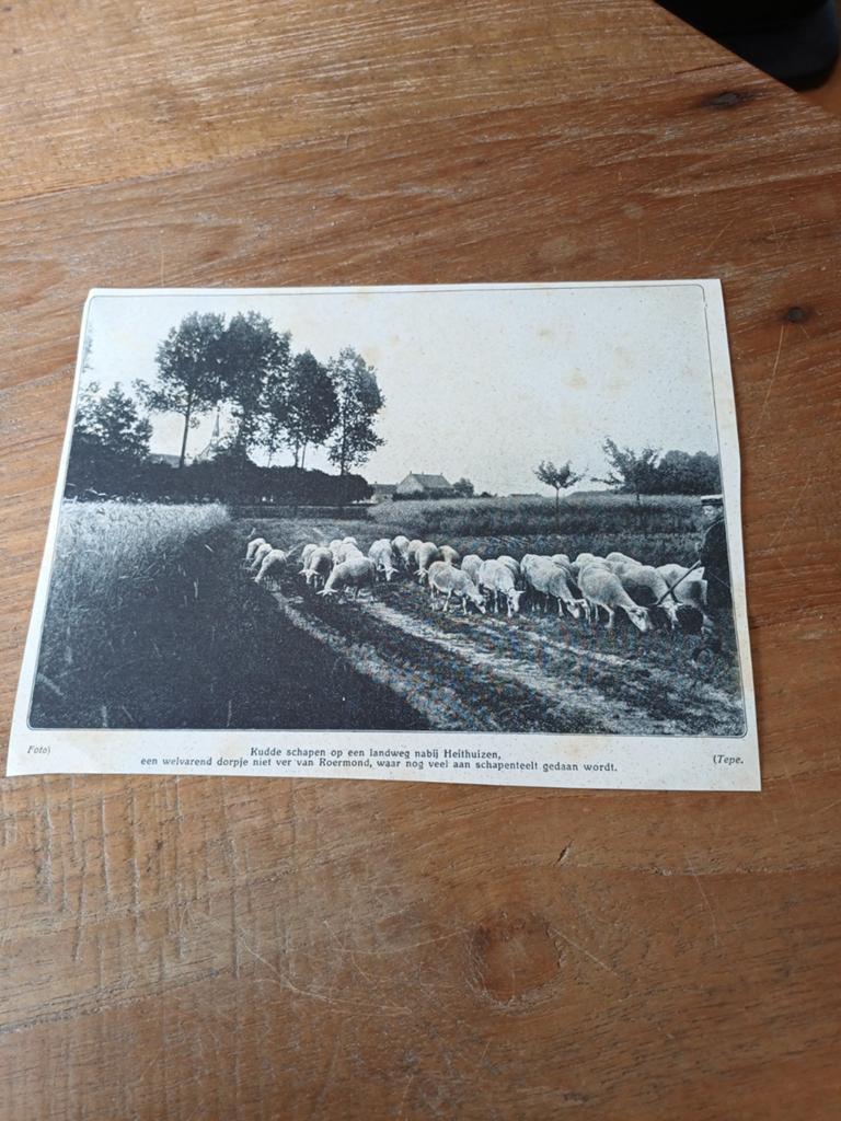 Knipsel schapen Heithuizen Roermond 1915, Ophalen of Verzenden, Voor 1920, Knipsel(s)