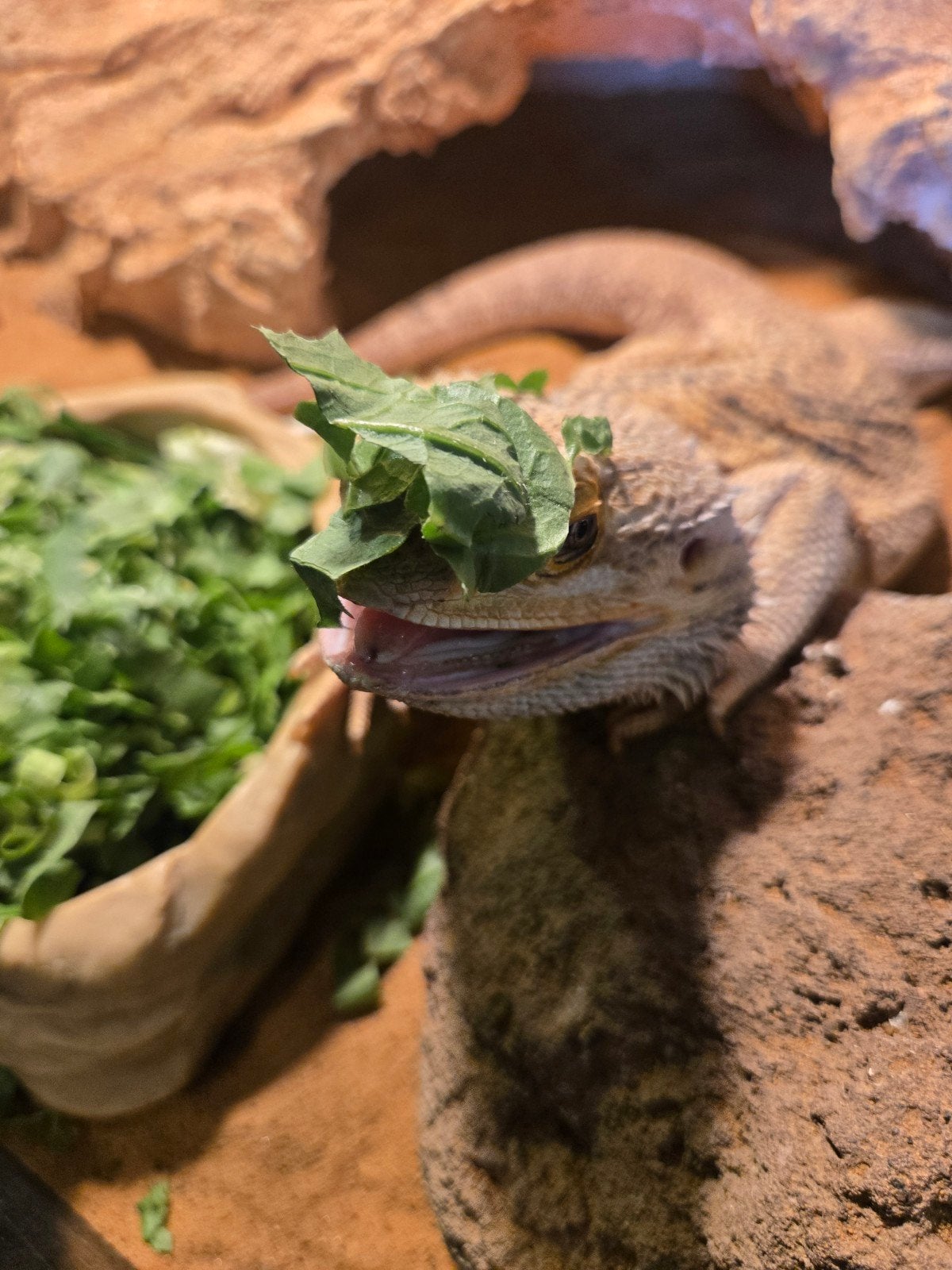 Lieve Baardagaam Met Terrarium En Terrariumkast Bearded Dragon photo 7