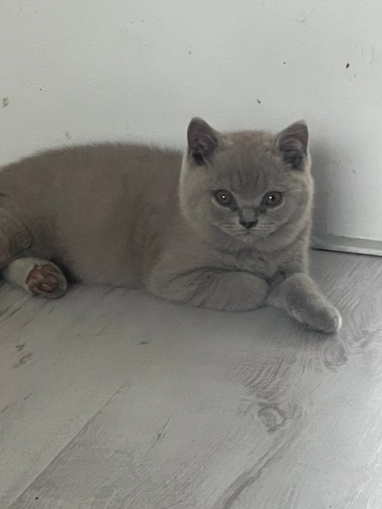 britse korthaar kittens lilac kleur stamboom Fife, Meerdere dieren, Met stamboom