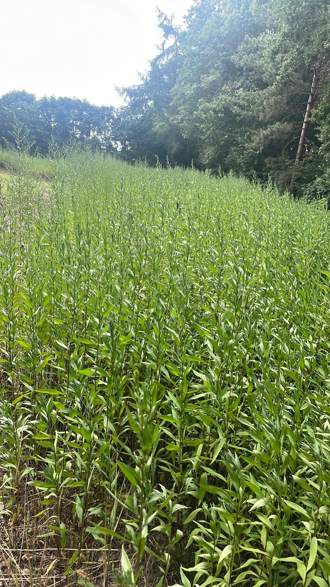 Droogte planten paarse Aster vast, Ophalen, Zo goed als nieuw, 20 m² of meer