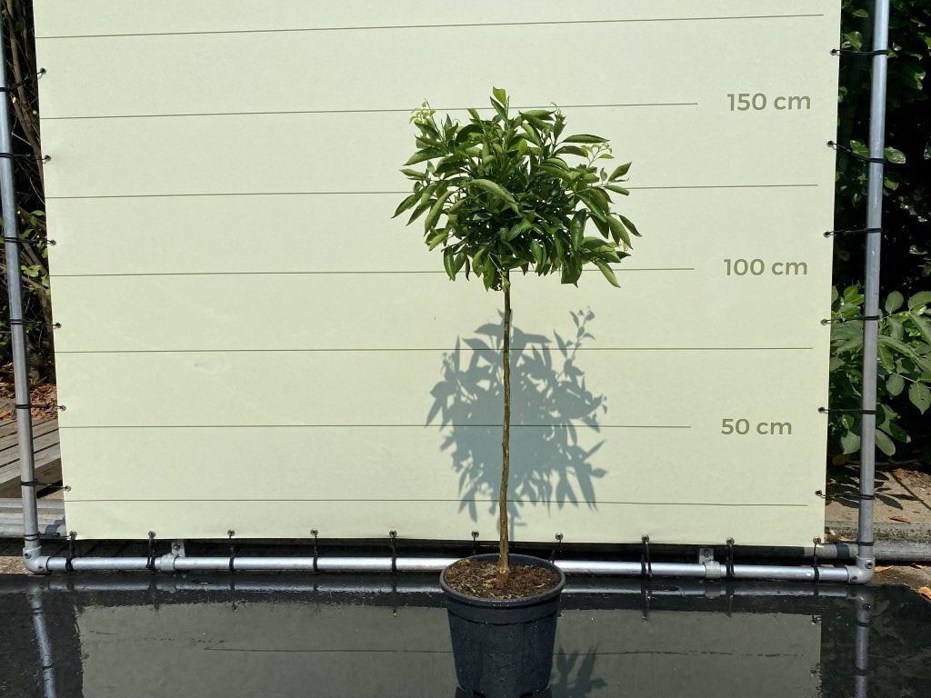 Mandarijnboom - Citrusboom - Stamomvang 8 - 10 cm, Tuin en Terras, Planten | Bomen, Overige soorten, 100 tot 250 cm, Zomer, Volle zon