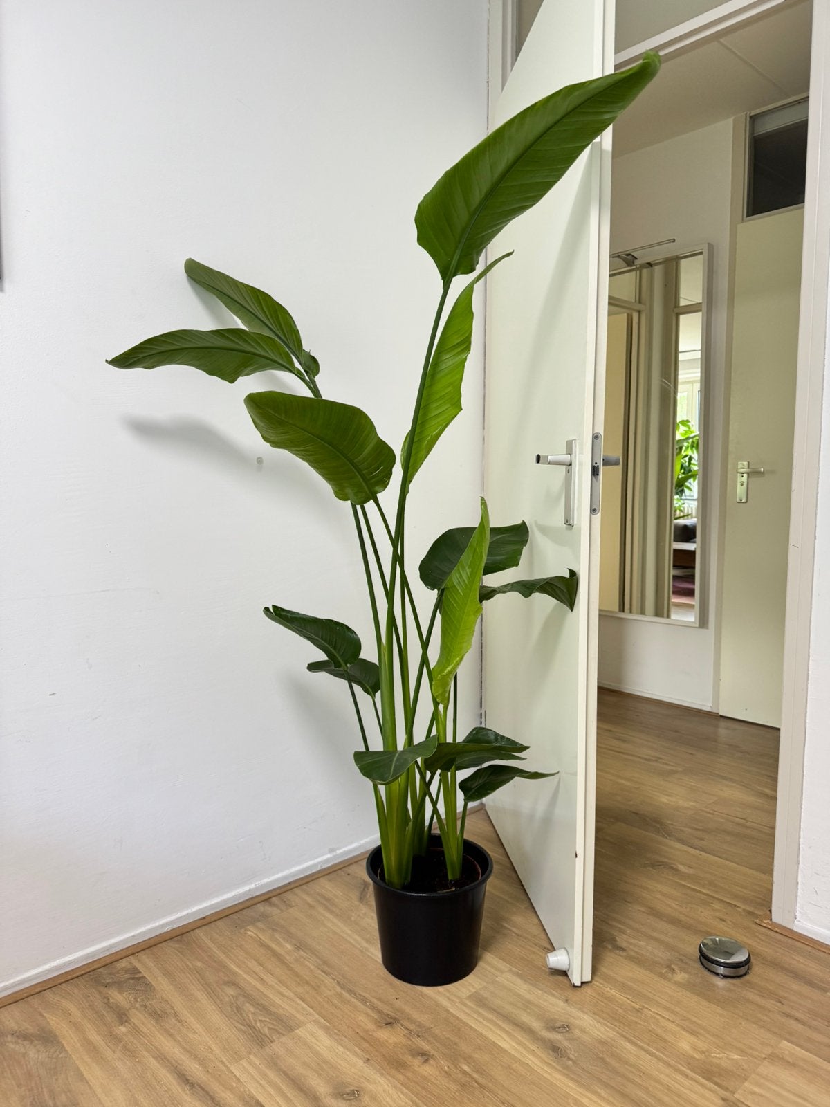 Strelitzia 170 cm hoog, Huis en Inrichting, Kamerplanten, Ophalen, Halfschaduw, 150 tot 200 cm