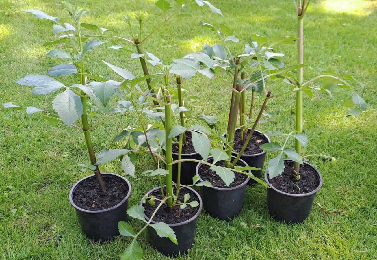 Dahlia planten, Tuin en Terras, Volle zon, Vaste plant, Zomer, Ophalen