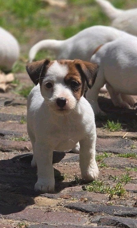 Mooie zuivere Broken Coat/Ruwharige Jack Russel pups, Parvo, Jack Russell Terriër, 8 tot 15 weken, Meerdere