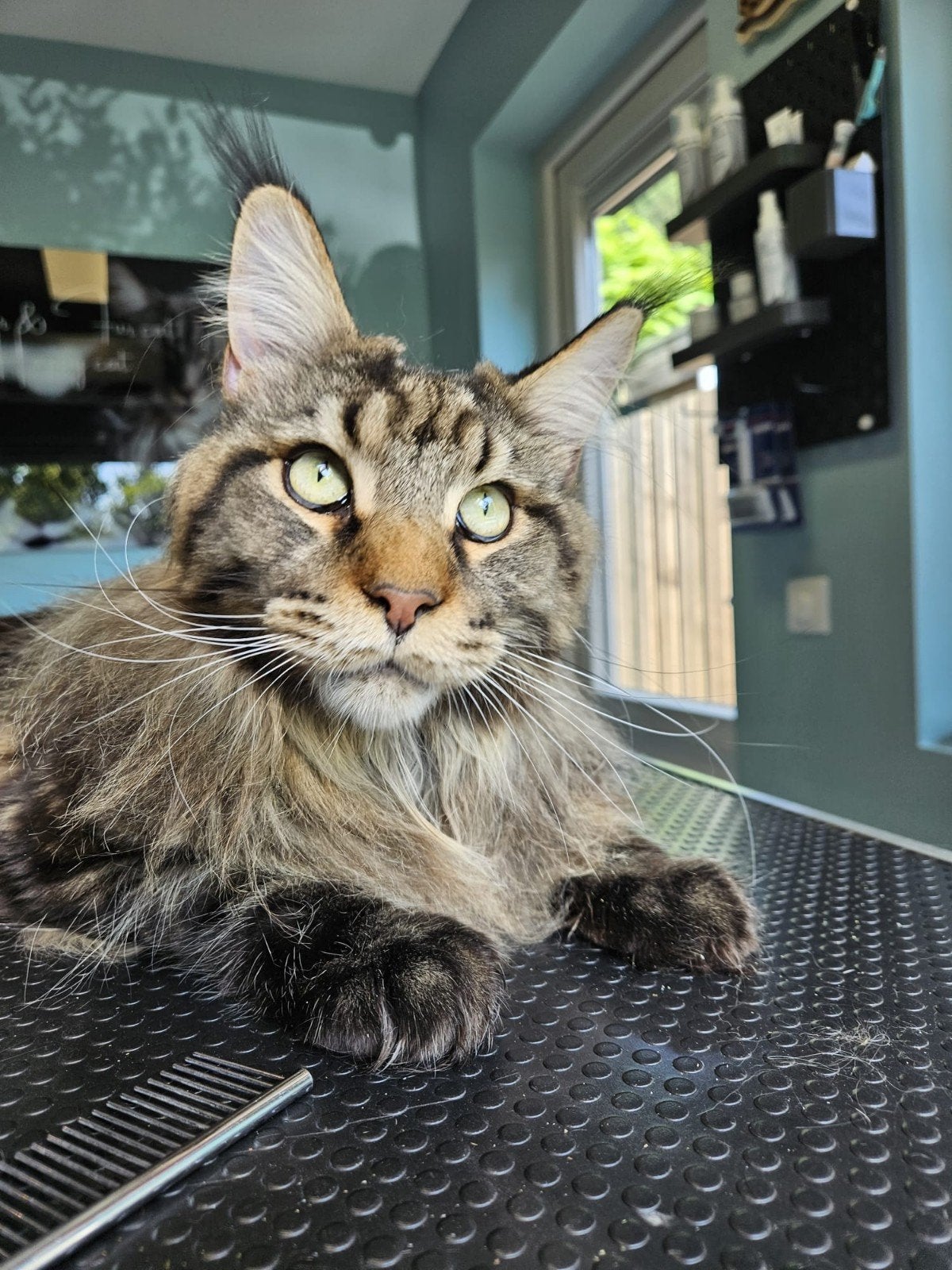 2 prachtige Maine Coon katers, Dieren en Toebehoren, Katten en Kittens | Raskatten | Langhaar, Kater, Met stamboom