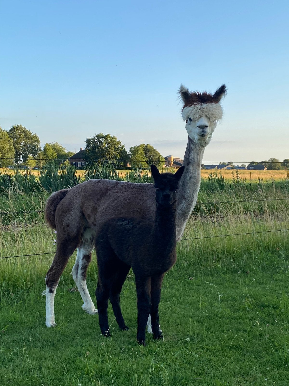 Prachtige rood schimmel alpaca, Dieren en Toebehoren, Mei, Meerdere dieren