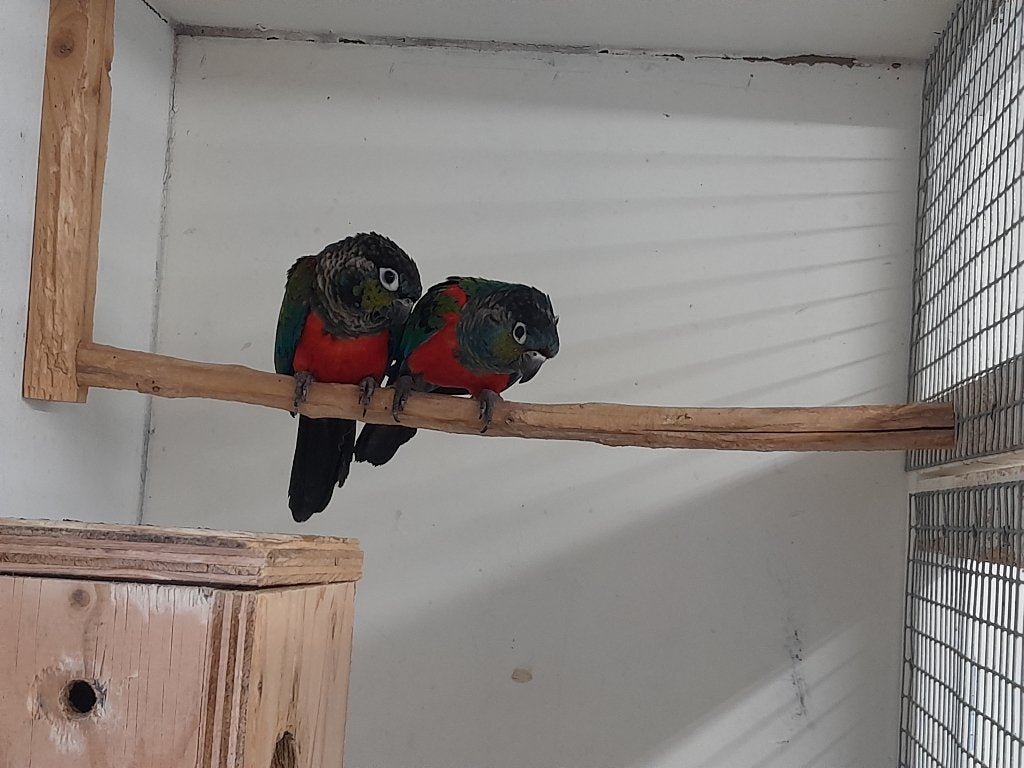 1-1 pyrrhura perlata, Dieren en Toebehoren, Vogels | Parkieten en Papegaaien, Meerdere dieren, Parkiet, Geringd