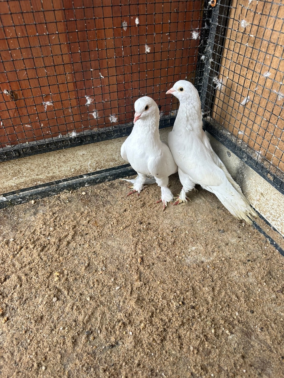 Duiven.   2st.samen.     €20, Meerdere dieren