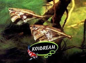 Gemarmerde bijlzalm carnegiella strigata - Koidream Valburg