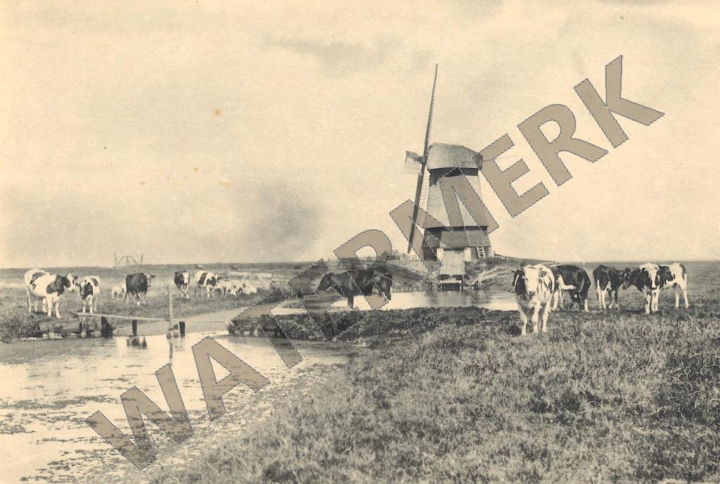 VOLENDAM – Grote foto Molen in Landschap ca. 1900 (PH016), Natuur, Gebruikt, Verzenden, Foto