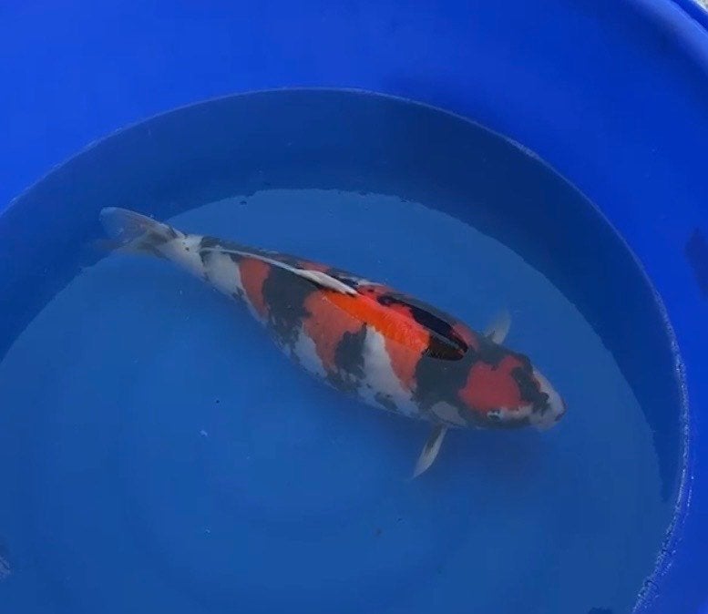 2 prachtige showas koi dainichi Nisai P/M 60 cm, Karper of Koi