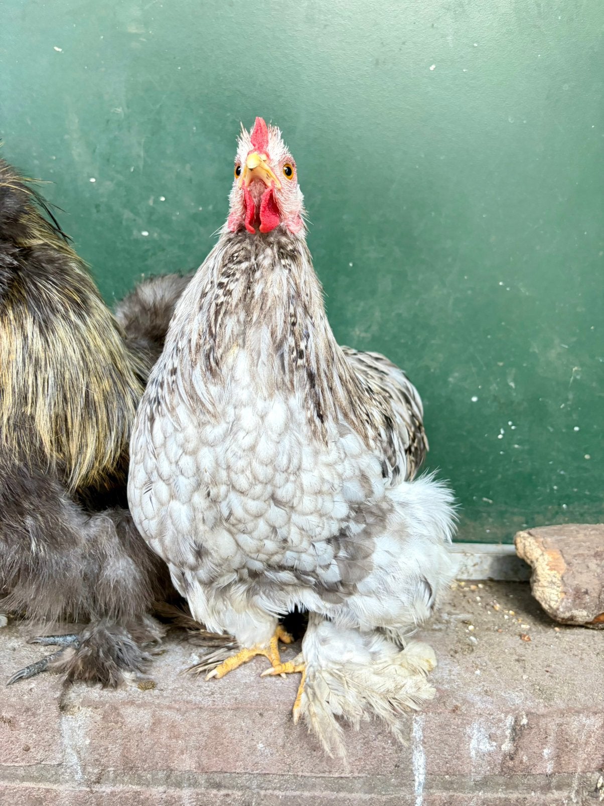 Bingo, tam splash cochin kriel haantje, Mannelijk, Kip