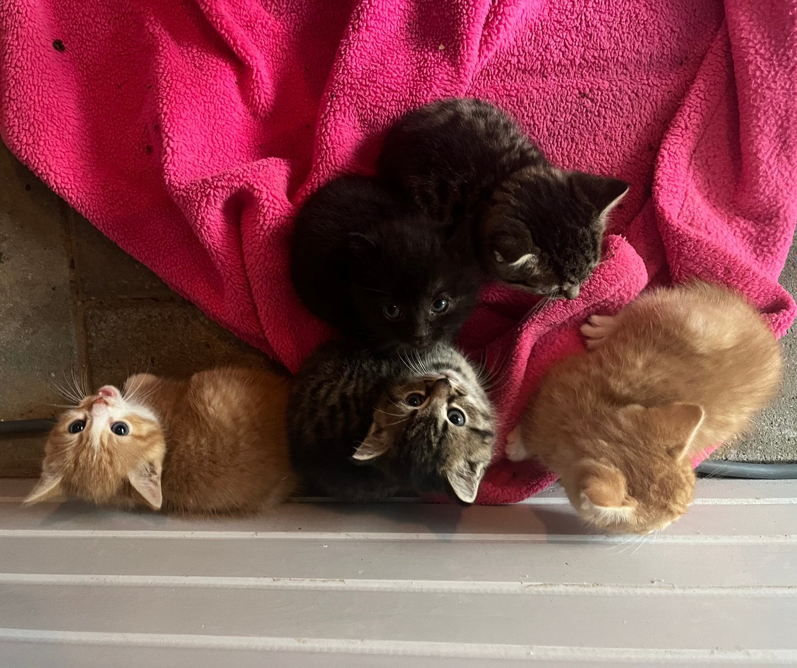 Boerderij katjes te koop, Dieren en Toebehoren, Meerdere dieren