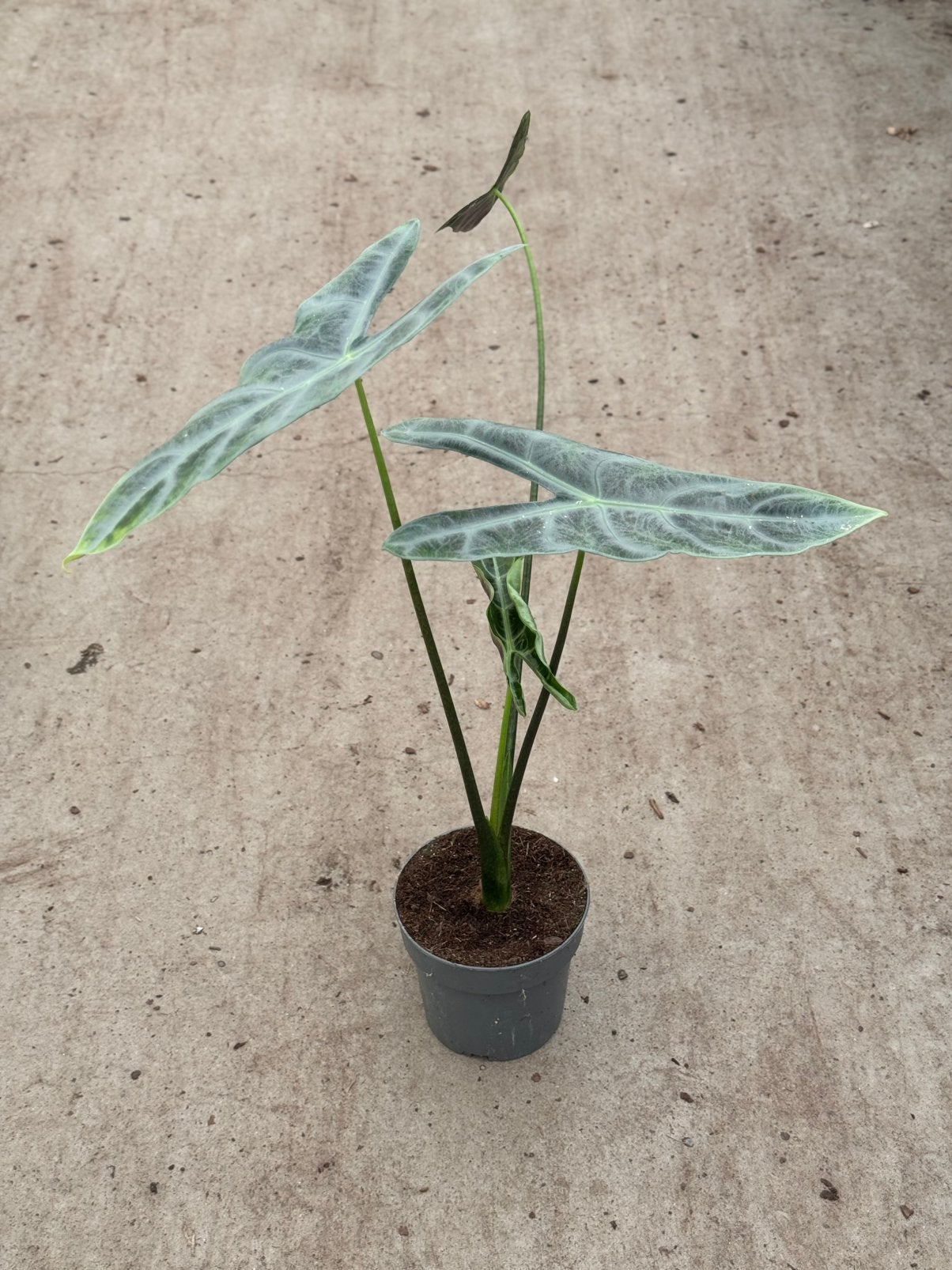 Alocasia Longiloba Silver, Huis en Inrichting, Kamerplanten, Ophalen of Verzenden, Halfschaduw, Minder dan 100 cm