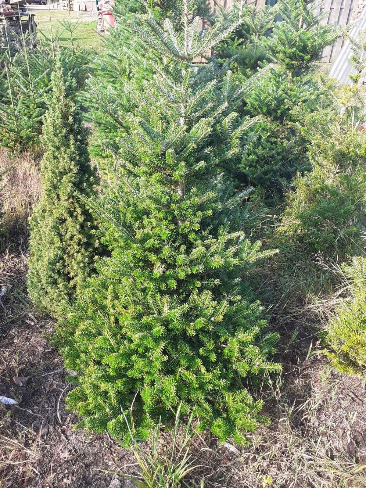 kerstbomen, Ophalen, Bloeit niet, Halfschaduw, 100 tot 250 cm