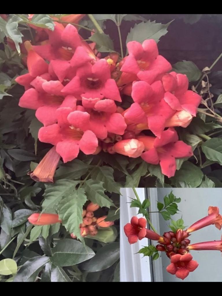 Trompet bloem plant, Ophalen, Overige soorten, Volle zon