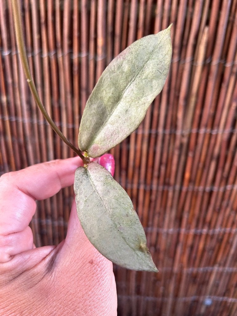 Hoya Mitrata Zilver 🌱, Overige soorten, Minder dan 100 cm, Bloeiende kamerplant, Halfschaduw
