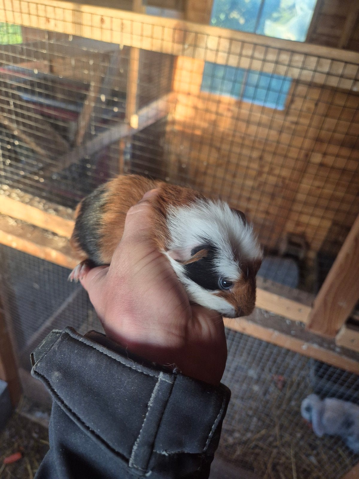 jonge cavia beertje, Cavia, Mannelijk, Tam, September