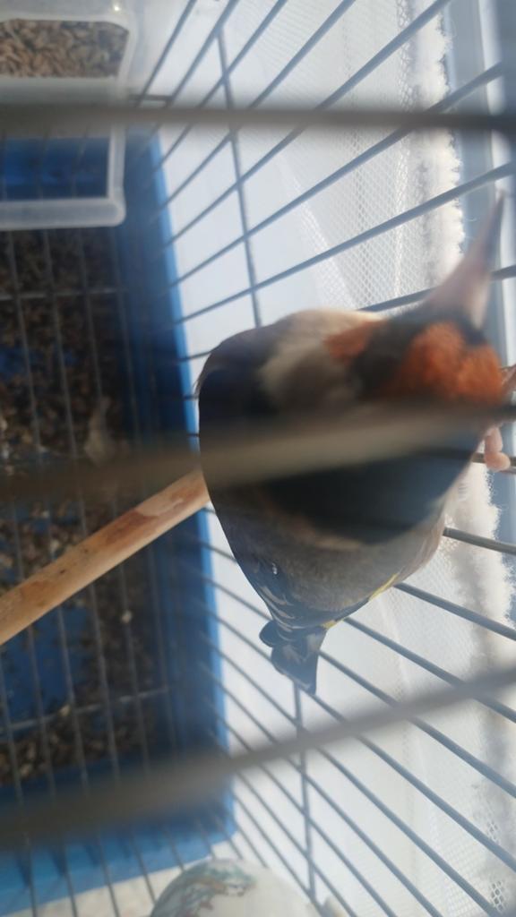 Een-parva putter Zuiver van 22024.MO., Dieren en Toebehoren, Mannelijk, Wildzangvogel, Geringd