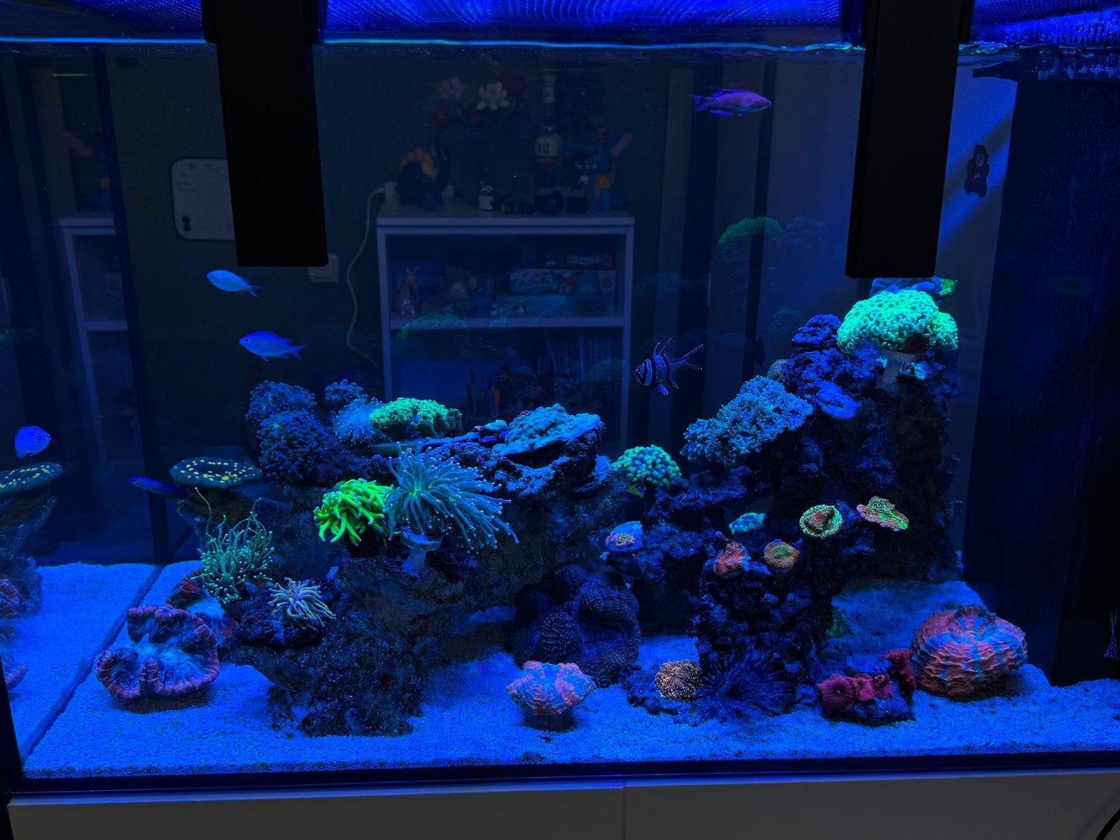Zoutwater aquarium, Dieren en Toebehoren, Ophalen