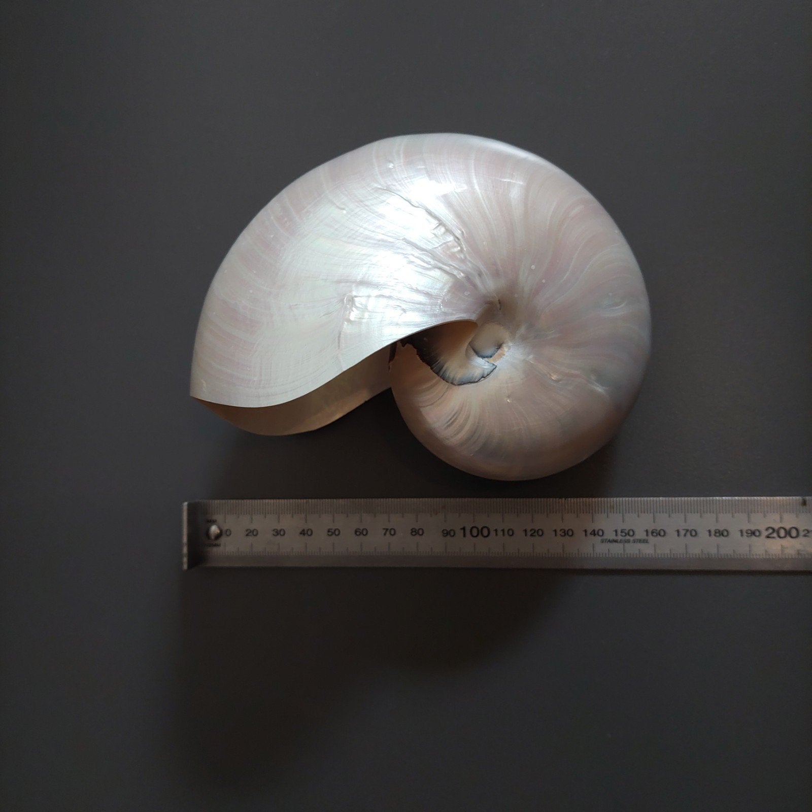 Aanbieding!!   Mooie gepolijste Nautilus, Ophalen of Verzenden, Zo goed als nieuw
