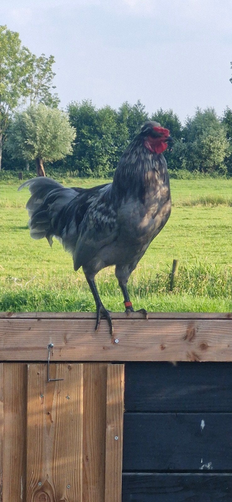 Araucana haan geboren in 2026 lavendel kleur, Dieren en Toebehoren, Mannelijk, Kip