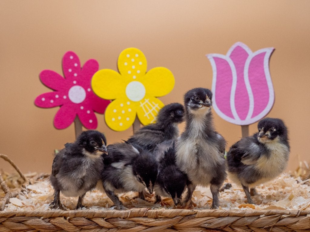 Jonge tamme Marans kuikens gesekst en ingeënt, Dieren en Toebehoren, Geslacht onbekend, Kip