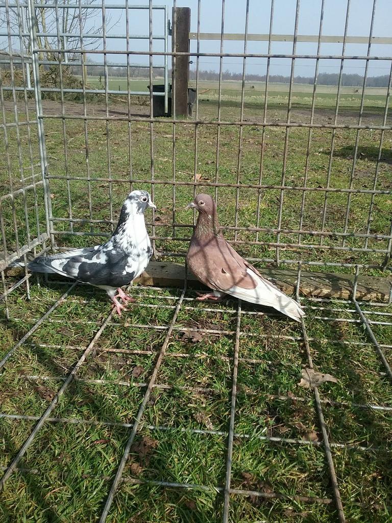 Mooi Koppel  kumru fluitduiven duiven, Dieren en Toebehoren, Vogels | Duiven, Meerdere dieren, Overige soorten