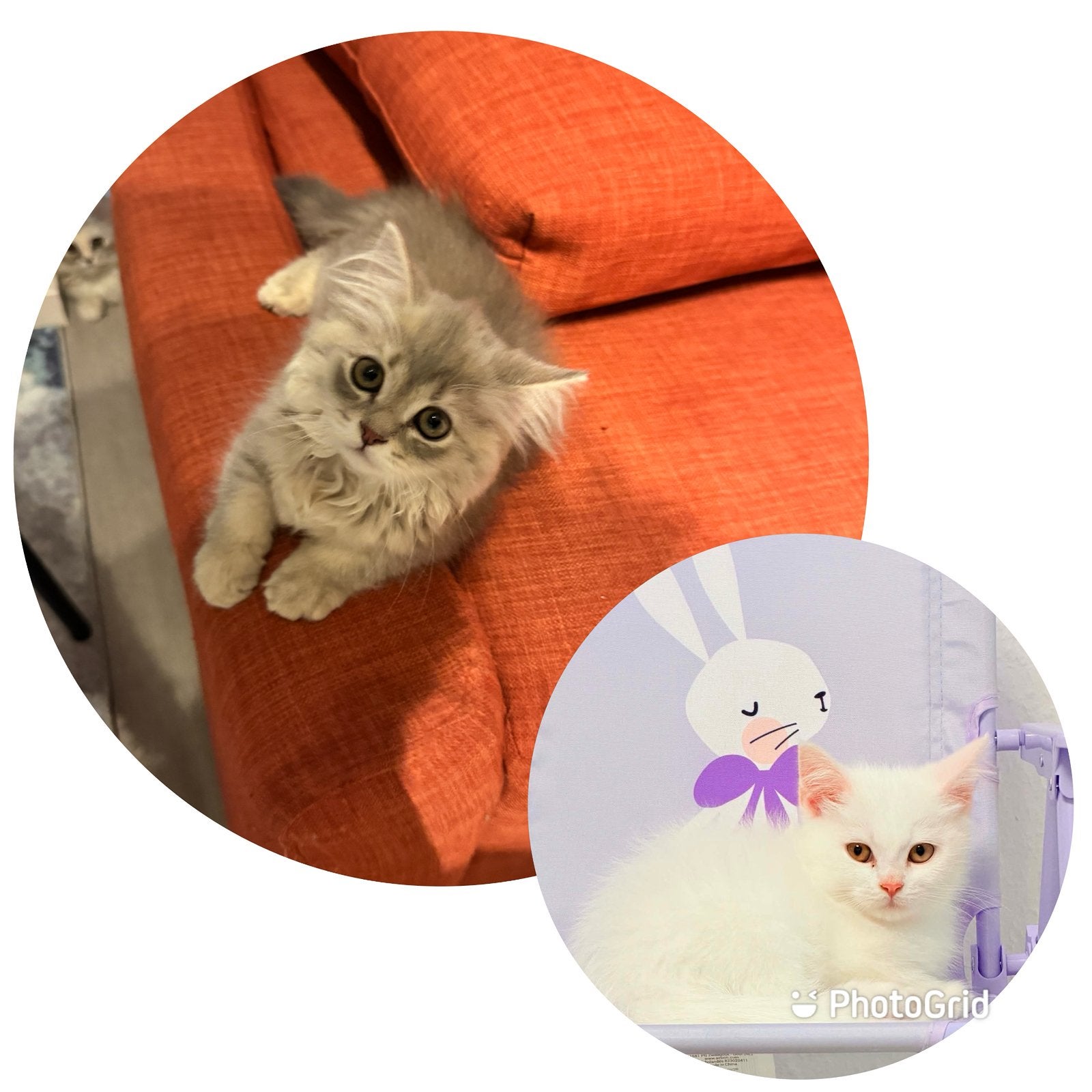 Twee prachtige Perzische kittens in verschillende kleuren, Meerdere dieren, Gechipt