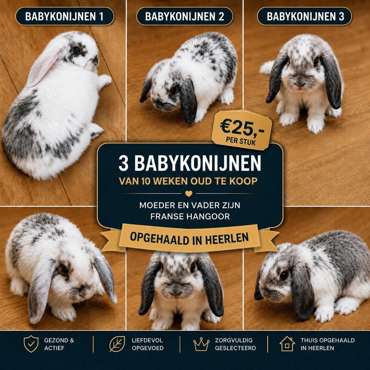 Franse hangoor babykonijnen, Dieren en Toebehoren, Konijnen, 0 tot 2 jaar