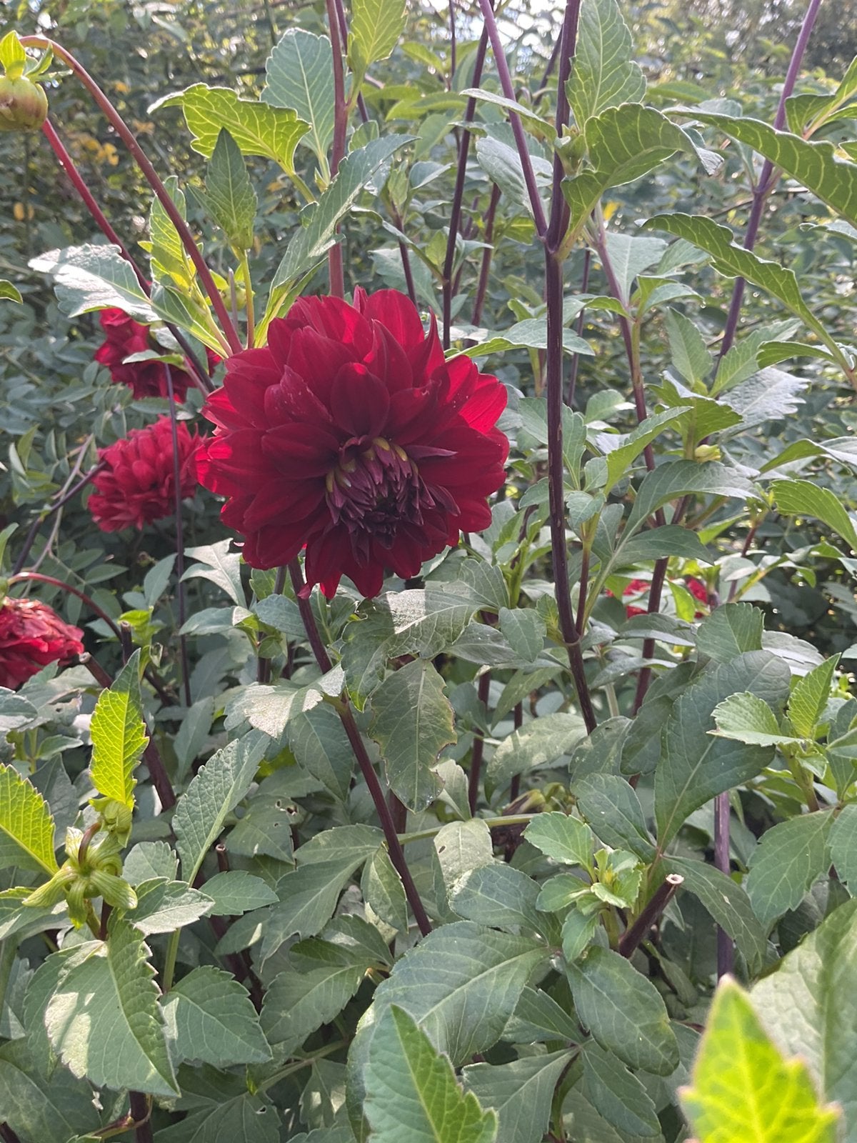 Dahlia’s rood, Ophalen of Verzenden, Volle zon, Knol