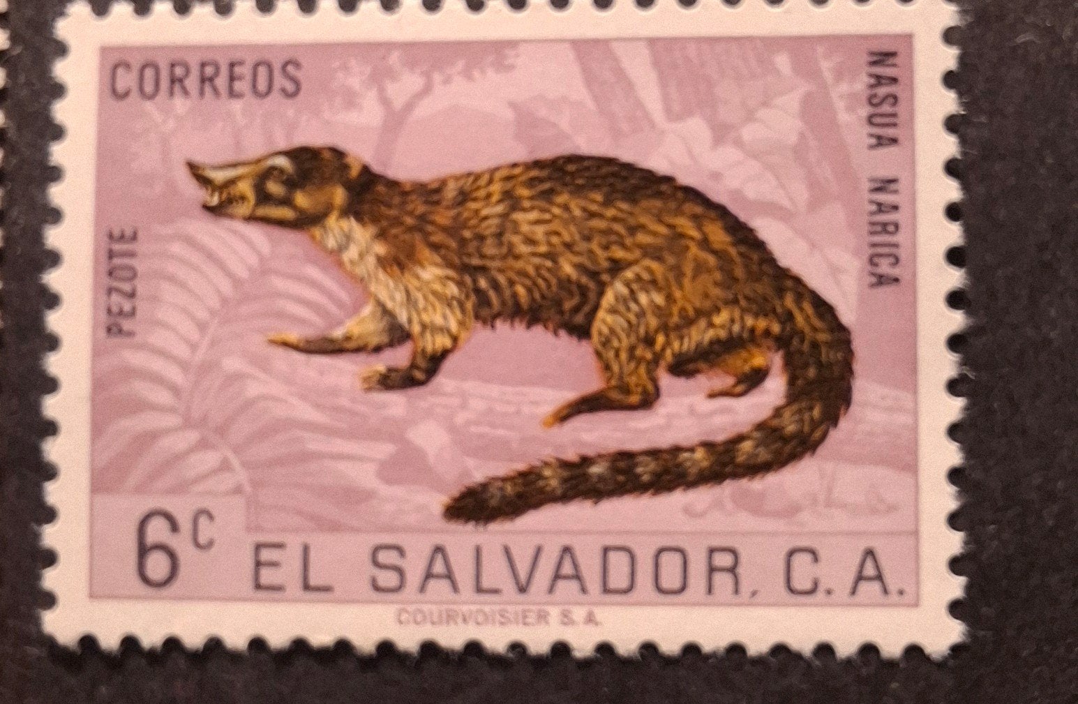 El Salvador witsnuitbeer, Ophalen of Verzenden, Sport