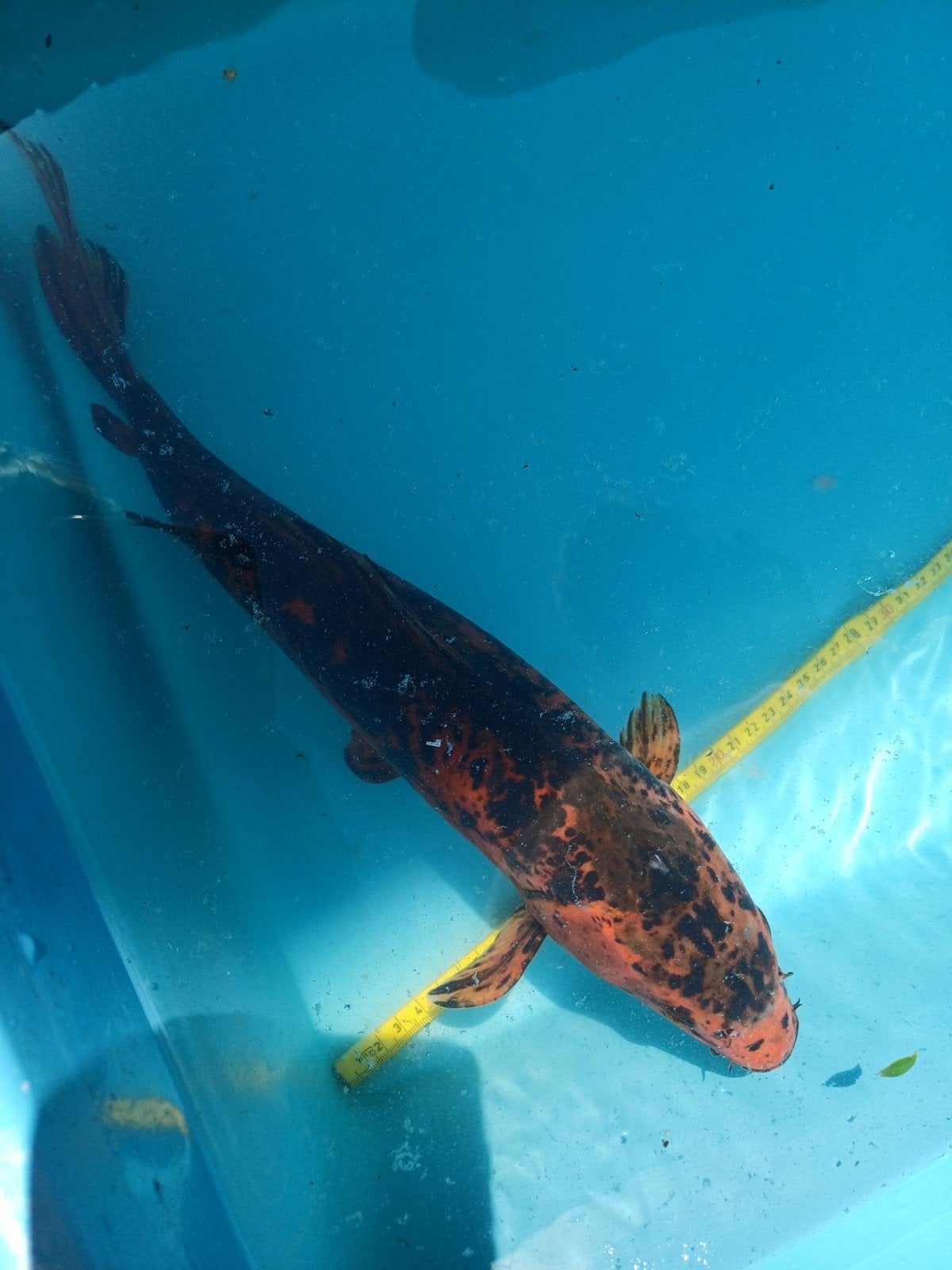 Koi karper mannetje, Dieren en Toebehoren, Vissen | Vijvervissen, Karper of Koi